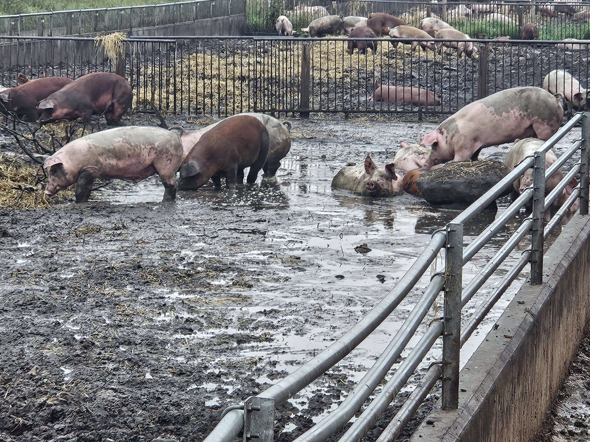 Med JN Meat hos Ladegaard/Duroc